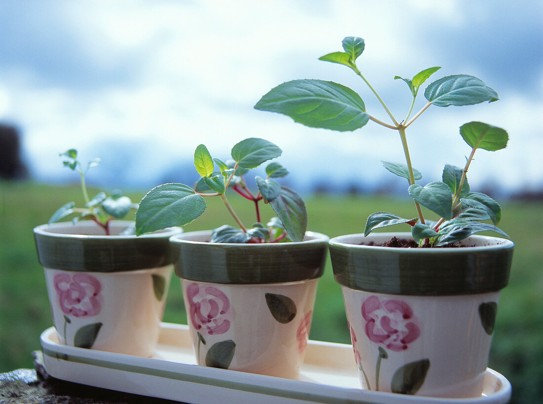 Fuchsia pot plants