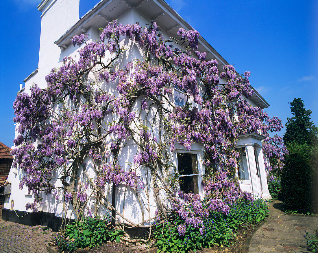 Wysteria covering a house