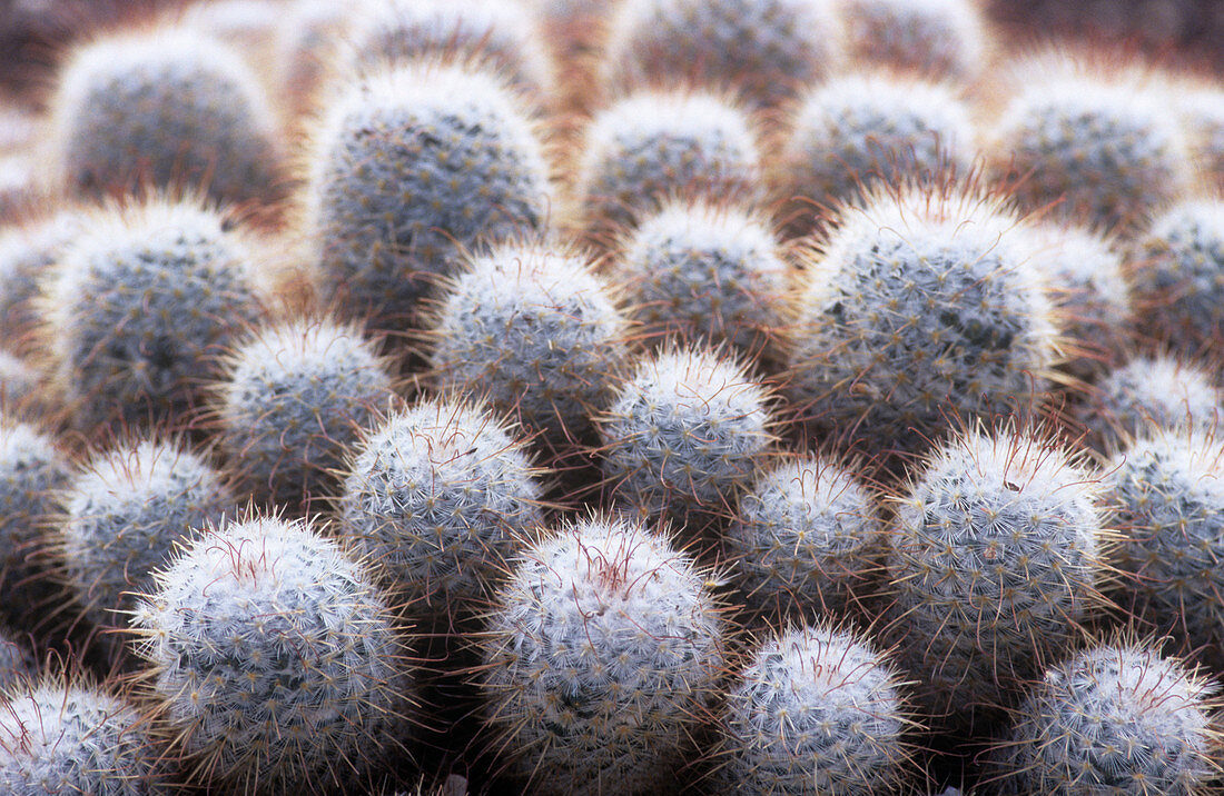 Pincushion cactus (Mamillana bombycina)