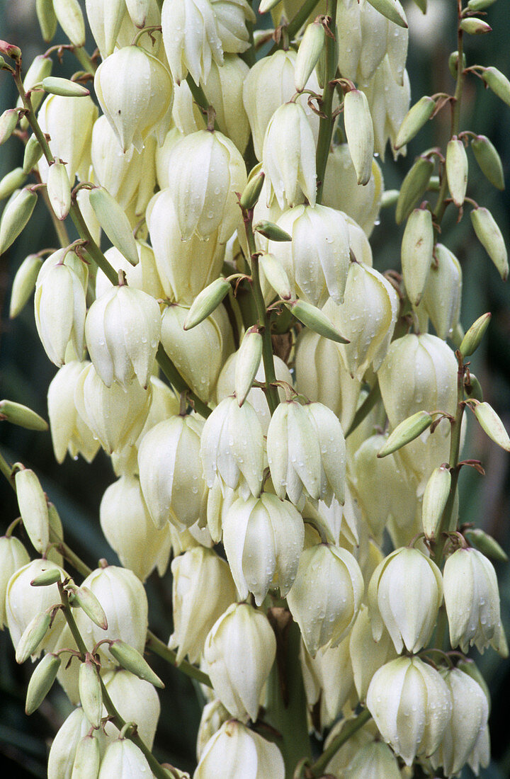 Spannish dagger (Yucca gloriosa)