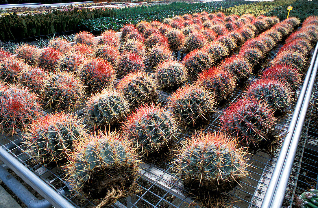 Cacti cultivation