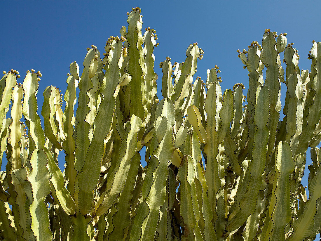 Flowering cactus plants