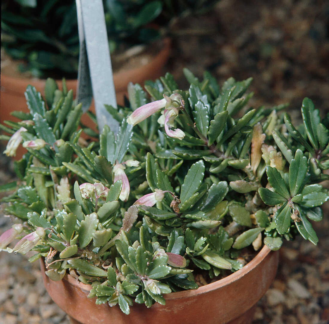 Kalanchoe plant (Kalanchoe porphyrocalyx)