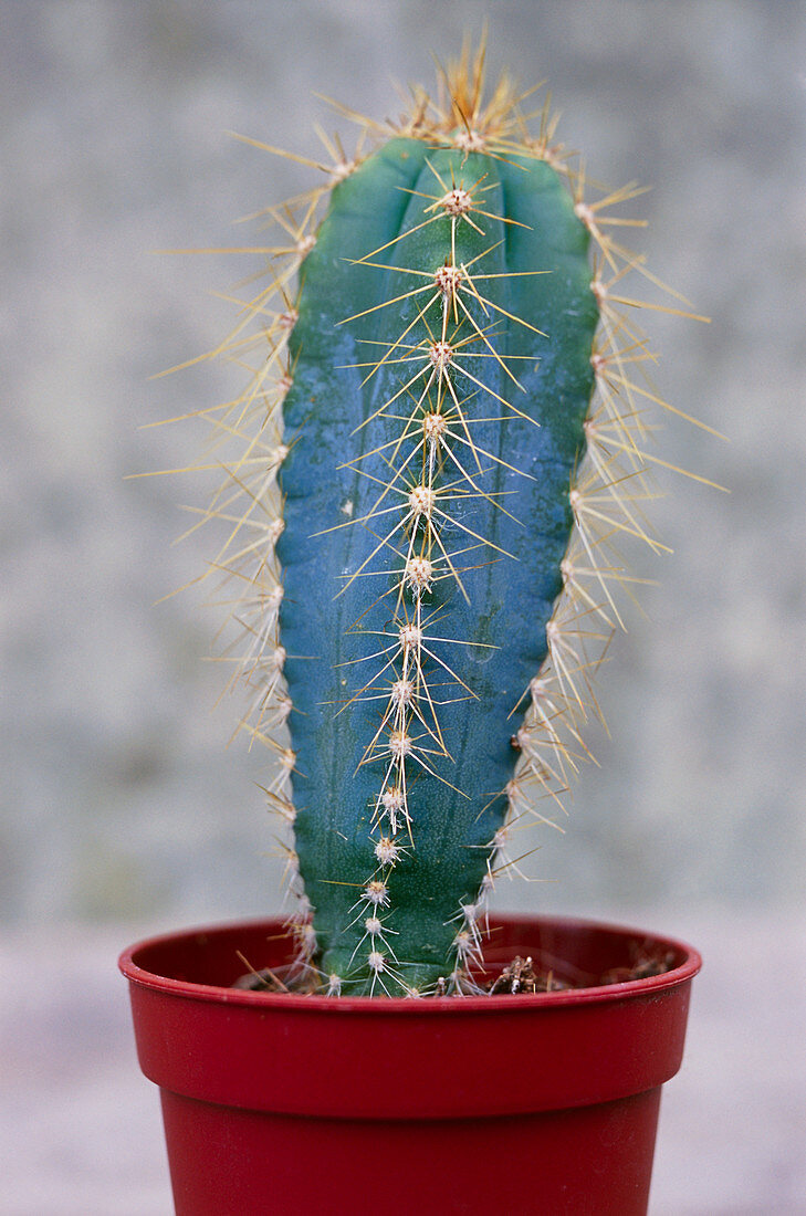 Cereus cactus (Cereus validus)