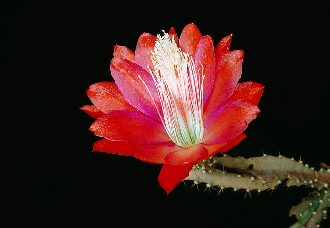 Cactus flower (Disocactus speciosus)