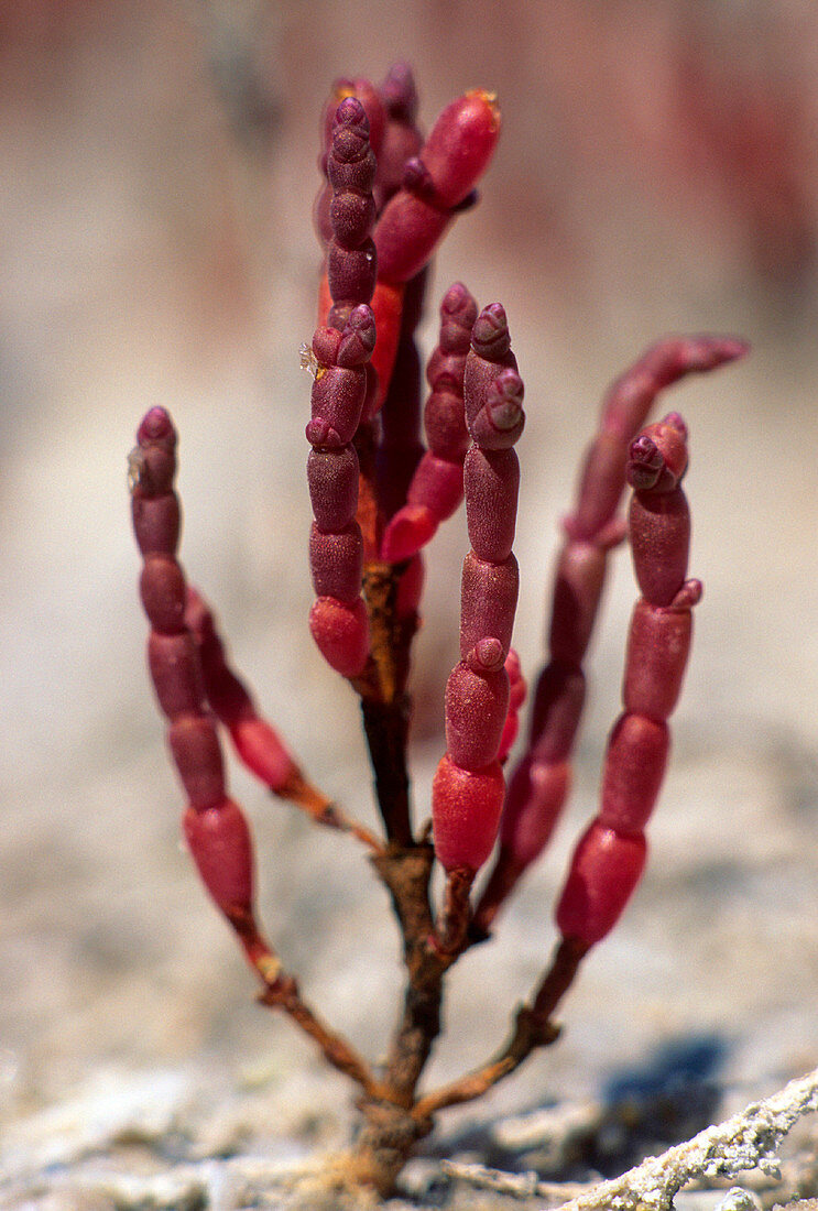 Salt-tolerant plant (Salicornia)
