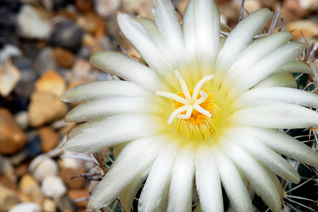 Cactus (Coryphantha compacta)