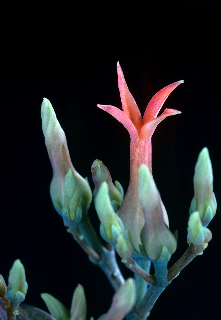 Kalanchoe flower (Kalanchoe sp.)