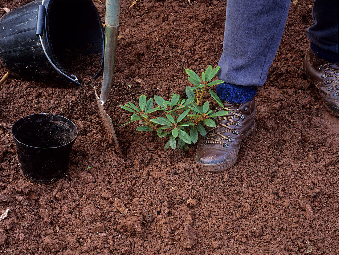 Planting a rhododendron