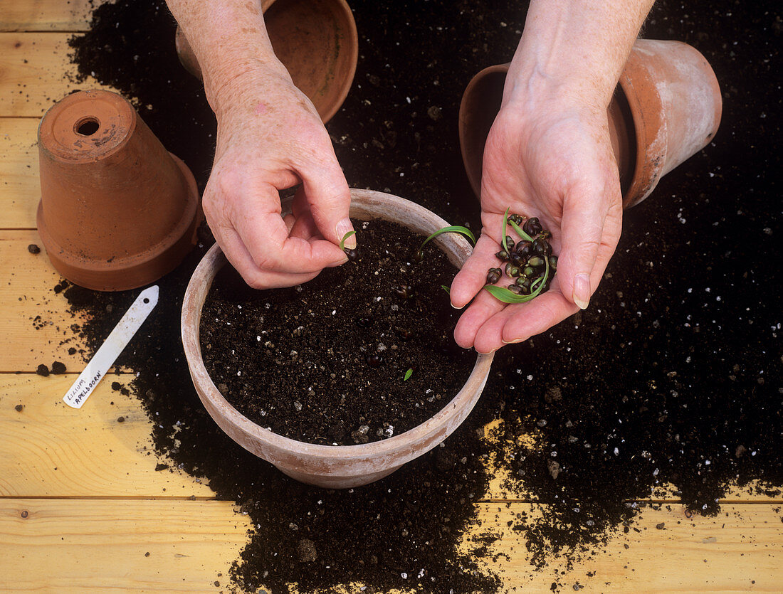 Planting lily bulbils