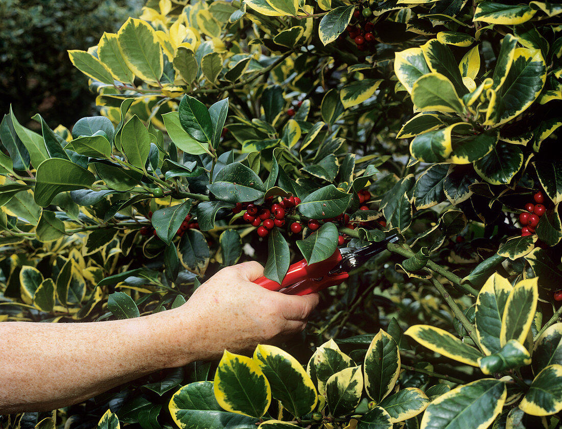 Pruning variegated holly