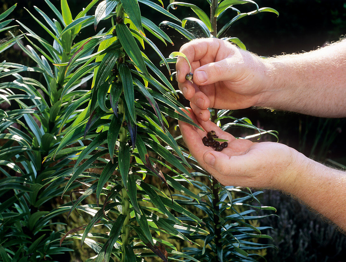 Gardener picking lily bulbils