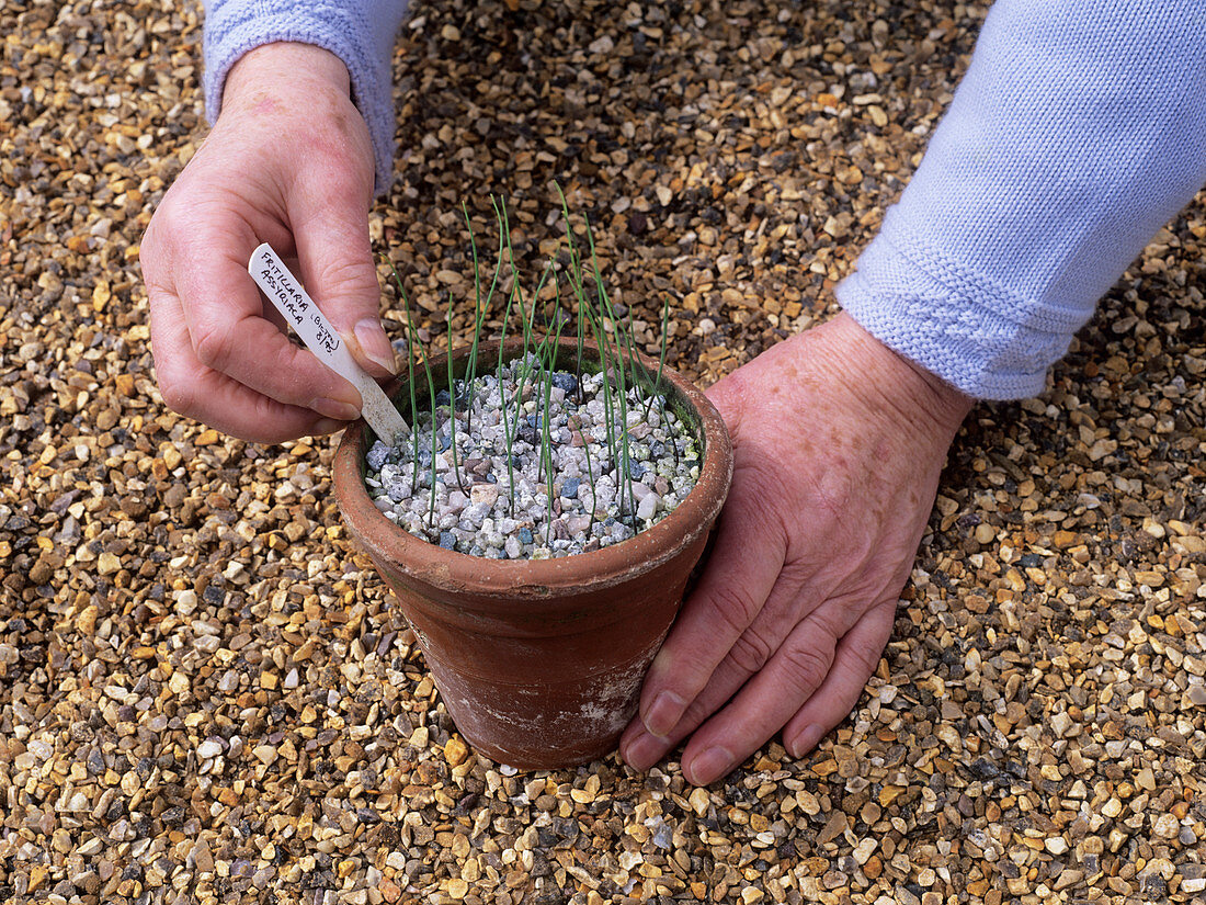 Fritillaria seedlings