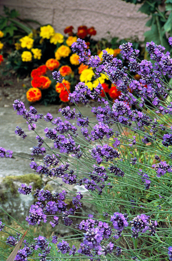 Lavender (Lavandula 'Hidcote')
