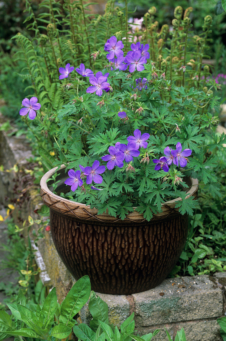 Geranium 'Johnson's Blue' flowers