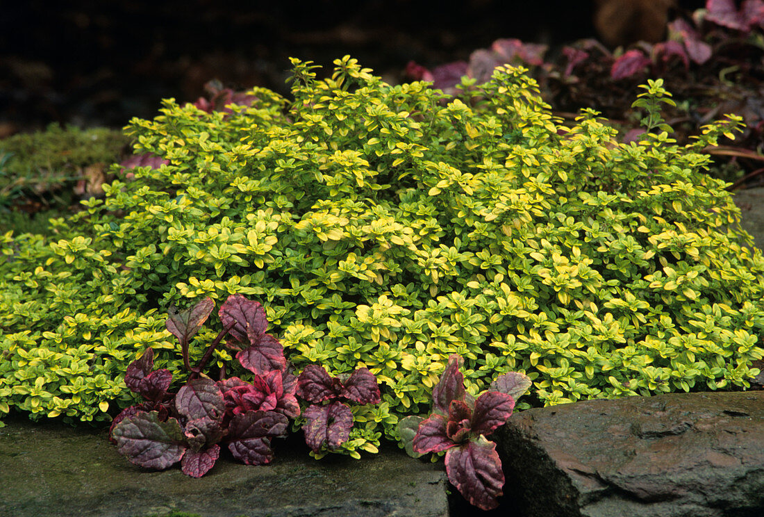 Thymus x citriodorus 'Archer's Gold'