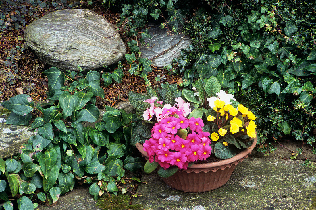 Primula 'Wanda' flowers in a container