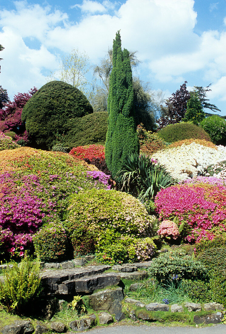 Rhododendron,Azalea and Conifers