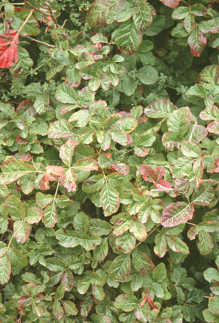 Poison oak