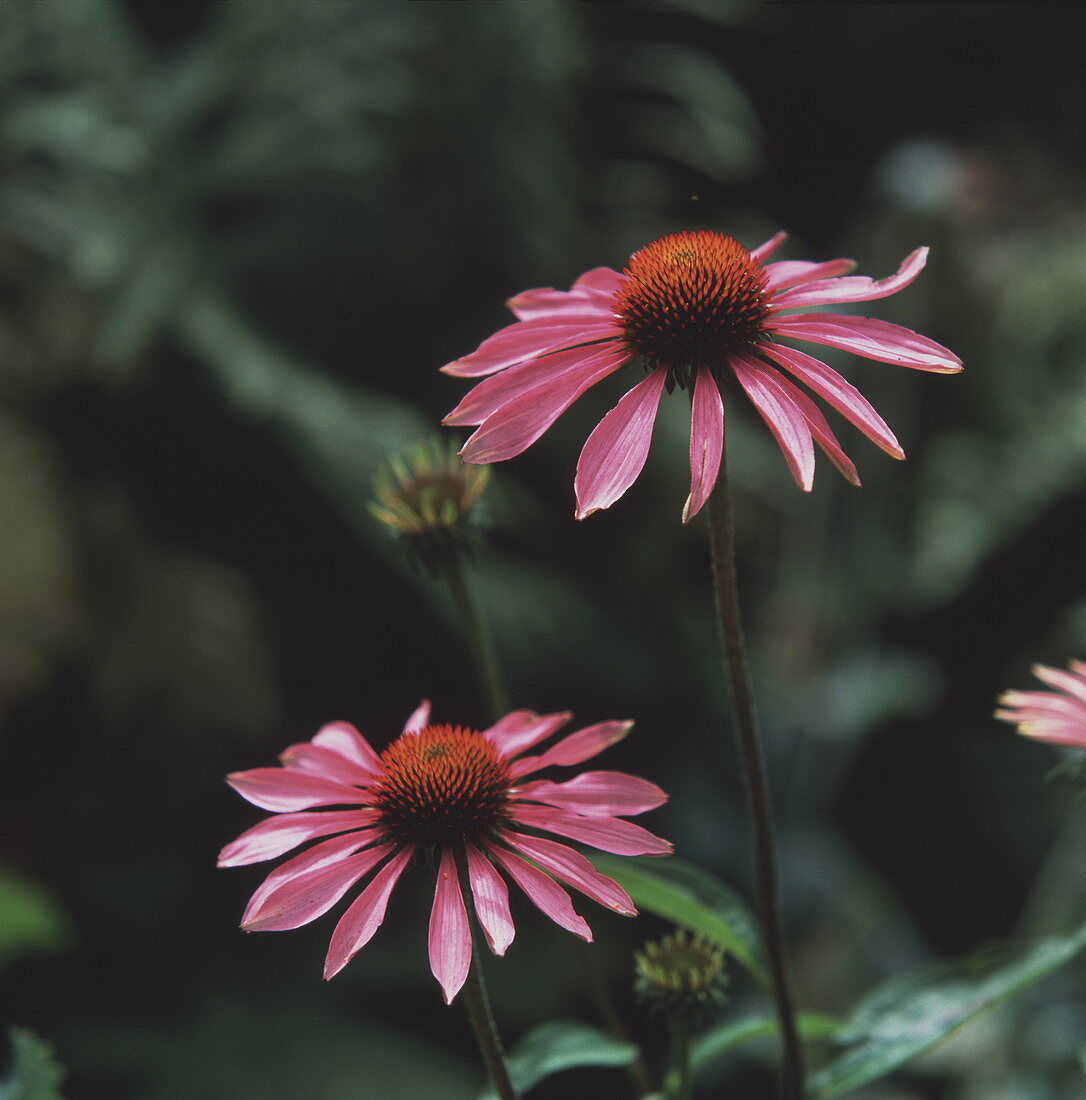 Purple coneflowers