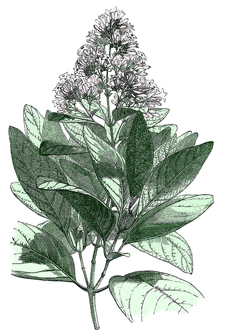 Calisaya plant