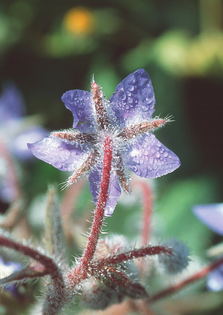 Borage in flower