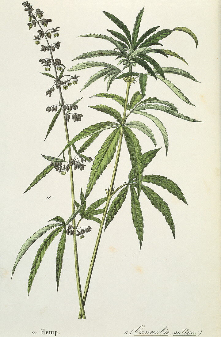 Cannabis plant