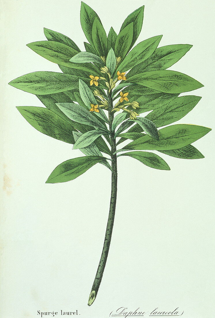 Spurge laurel branch