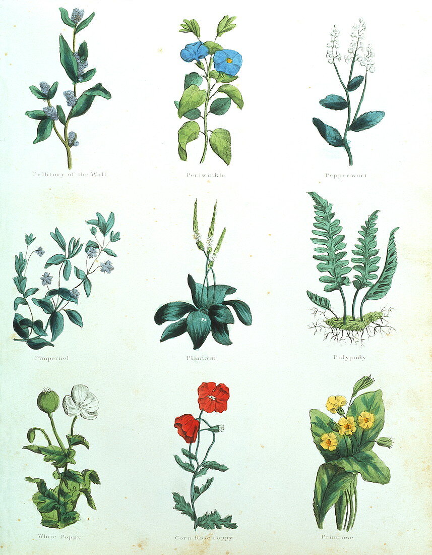 Medicinal herbs