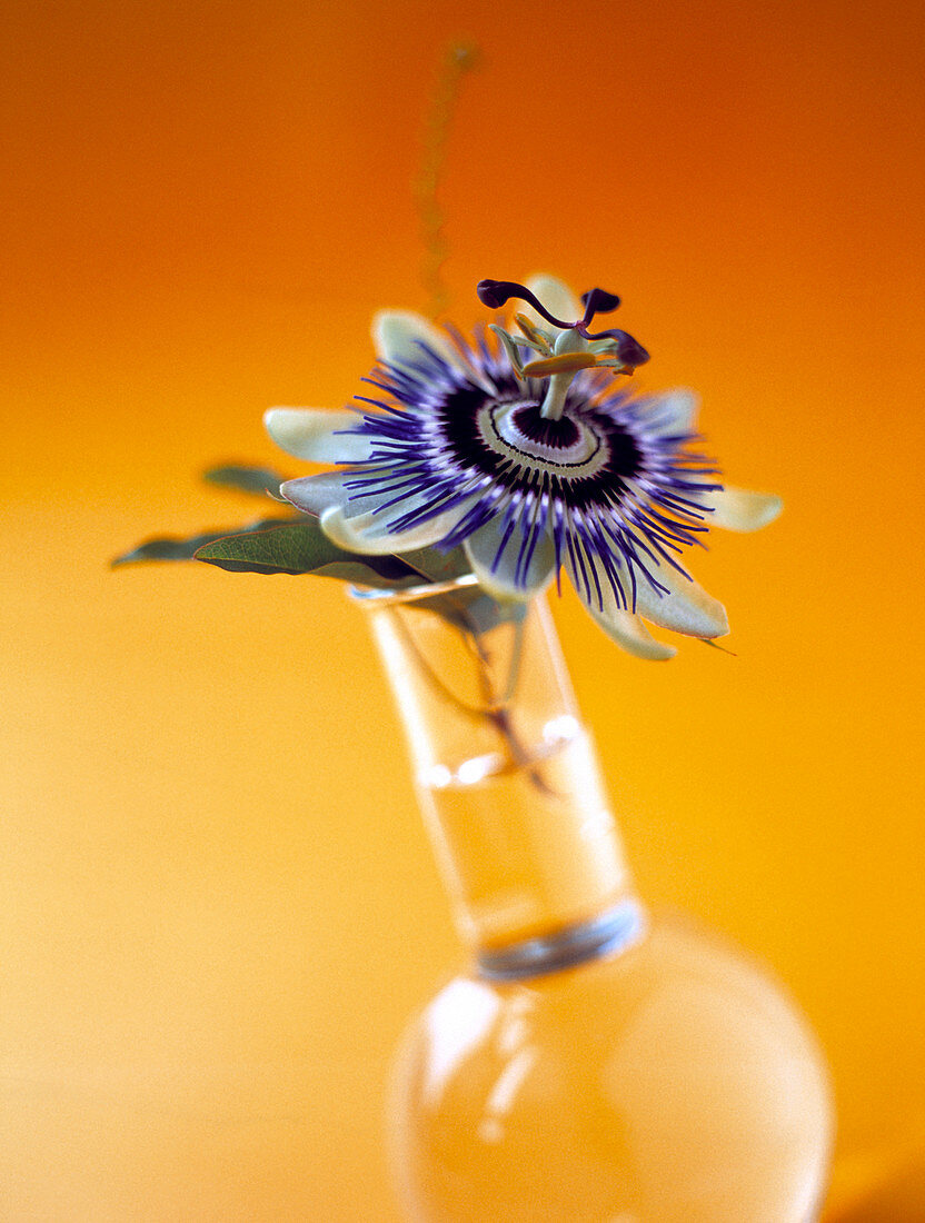 Passion flower in vase