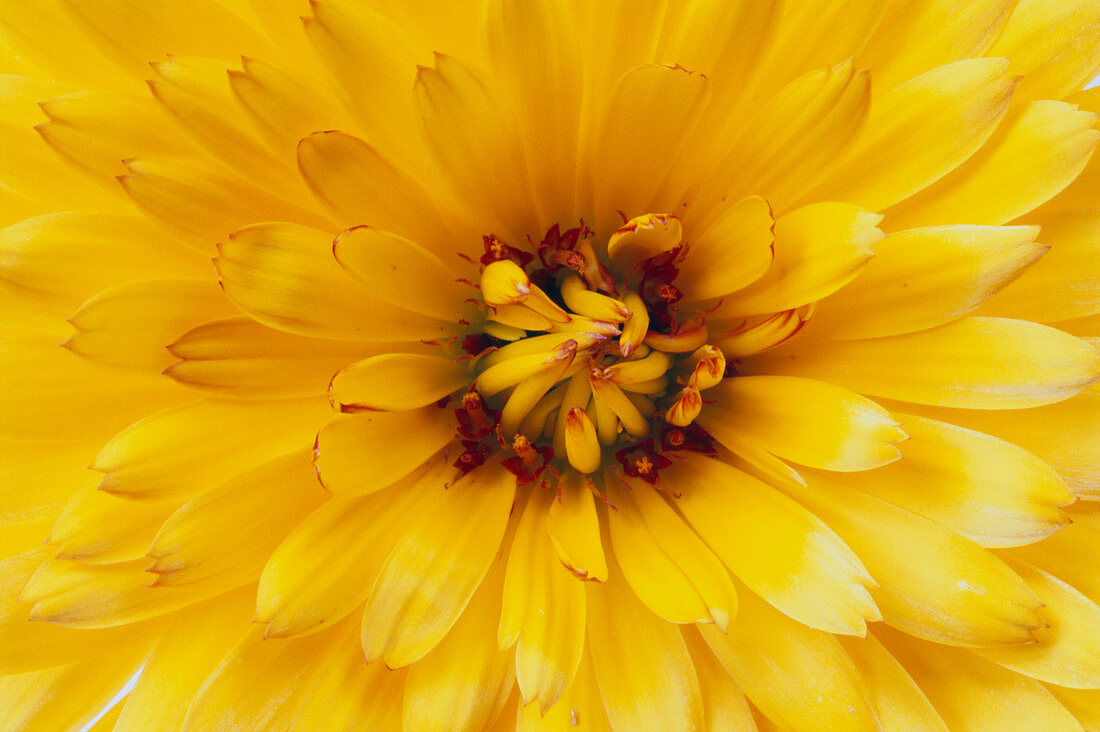 Marigold flower