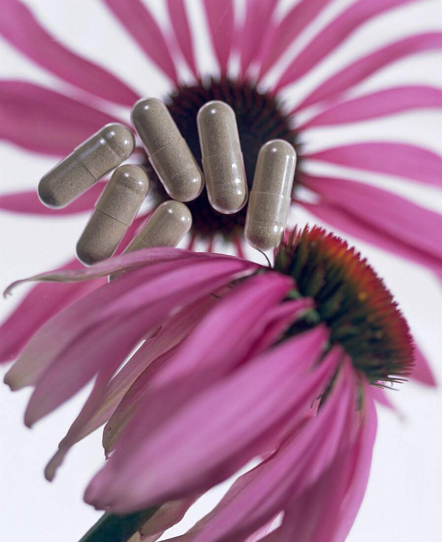 Echinacea flowers and capsules