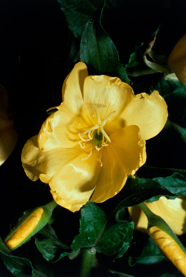 Flower of the evening primrose