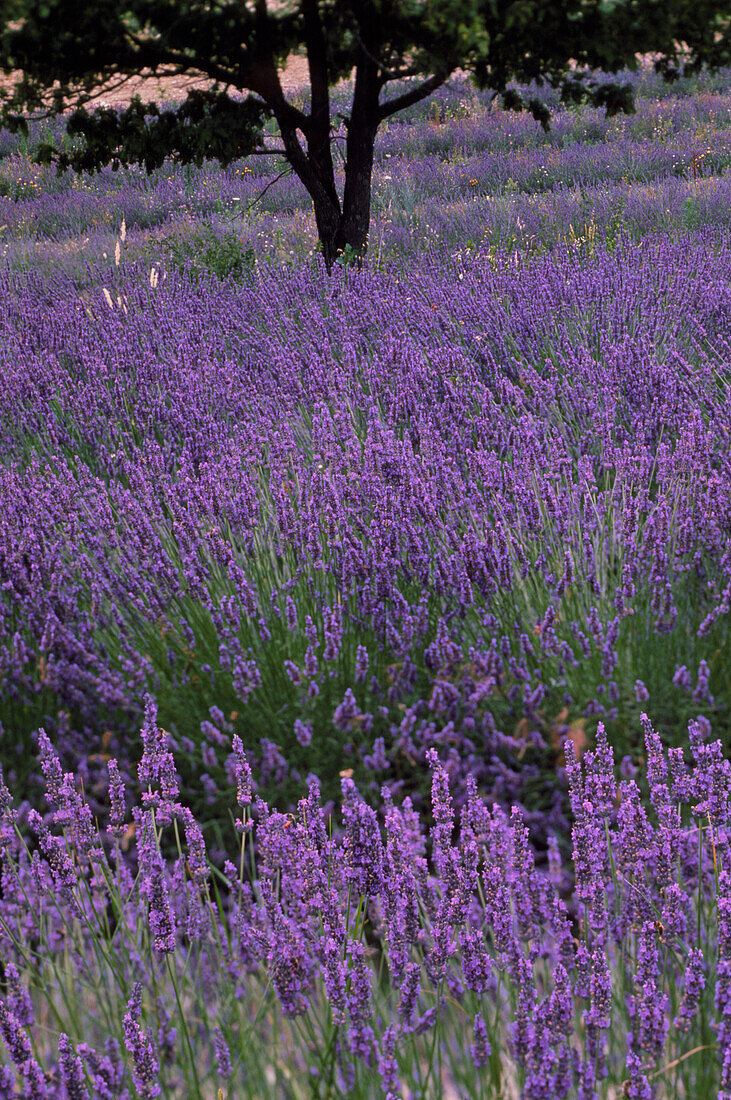 Lavender in flower,Provence,France