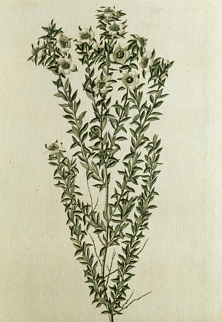 Engraving of a tea-tree,1777