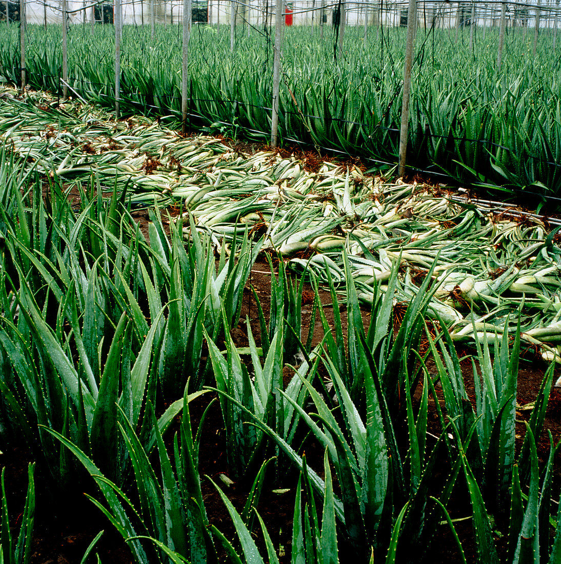 Fields of Aloe vera being harvested