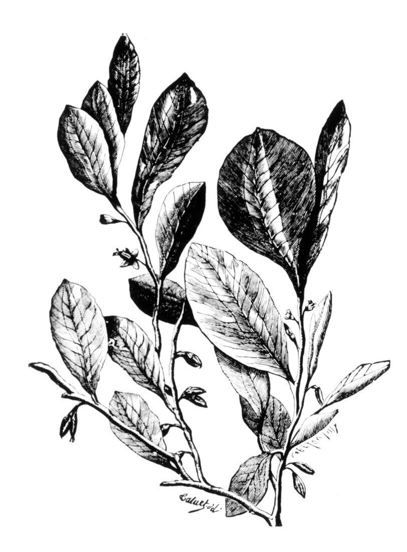 Engraving of coca plant