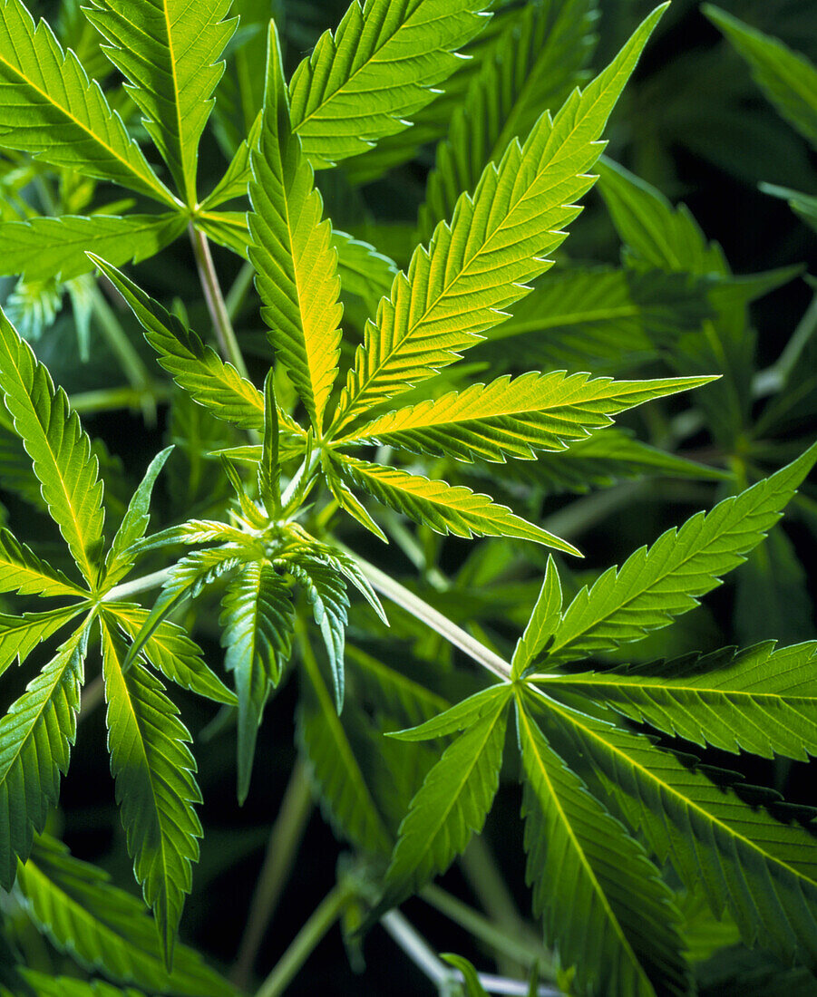 Leaves of marijuana plant,Cannabis