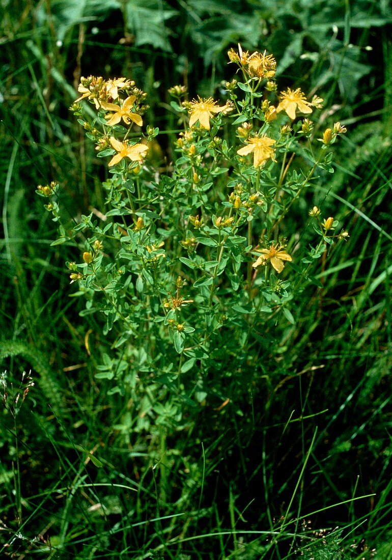 St John's Wort plant,Hypericum