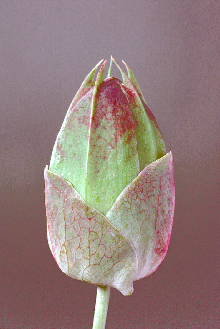 Closed head of passion flower,Passiflora