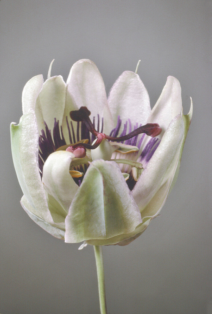 Opening head of passion flower,Passiflora