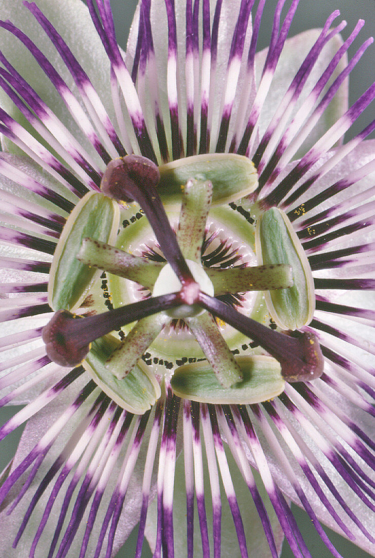 Open head of a passion flower,Passiflora