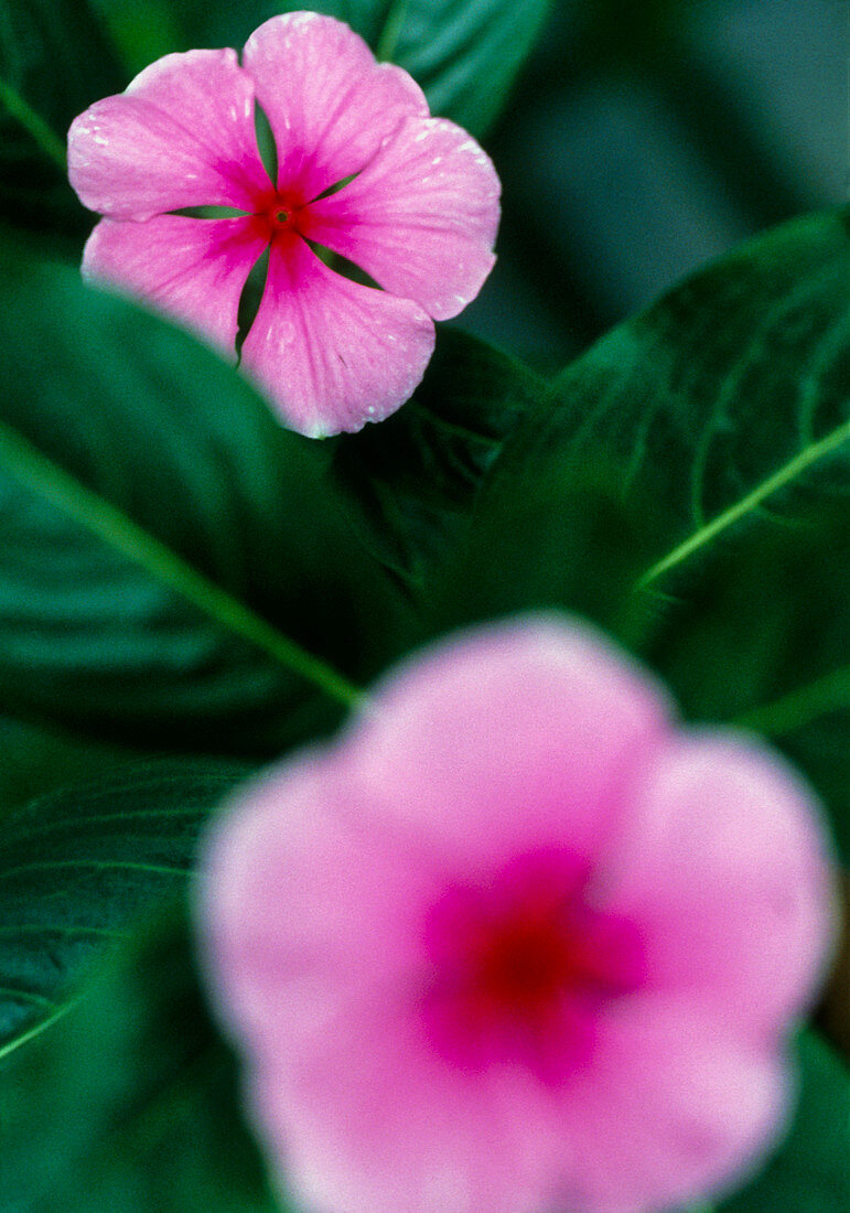 Periwinkle flowers