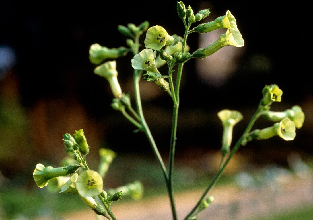 Flowering tobacco