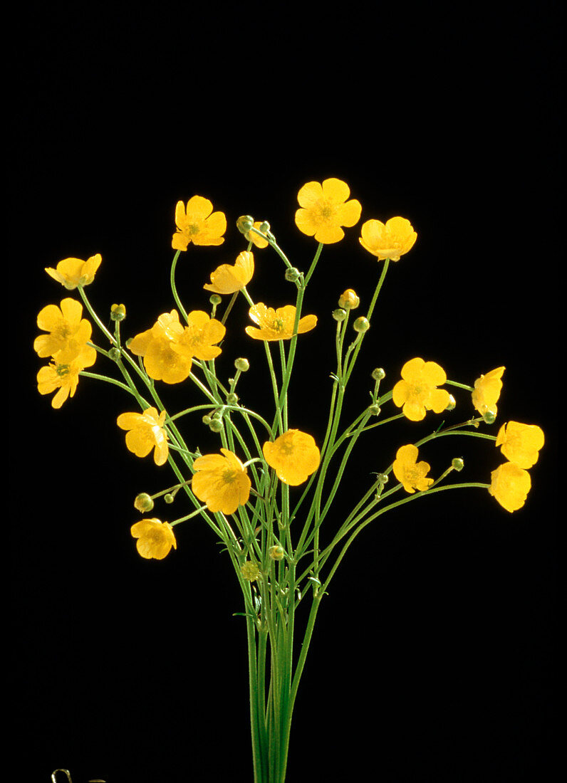 Common buttercups