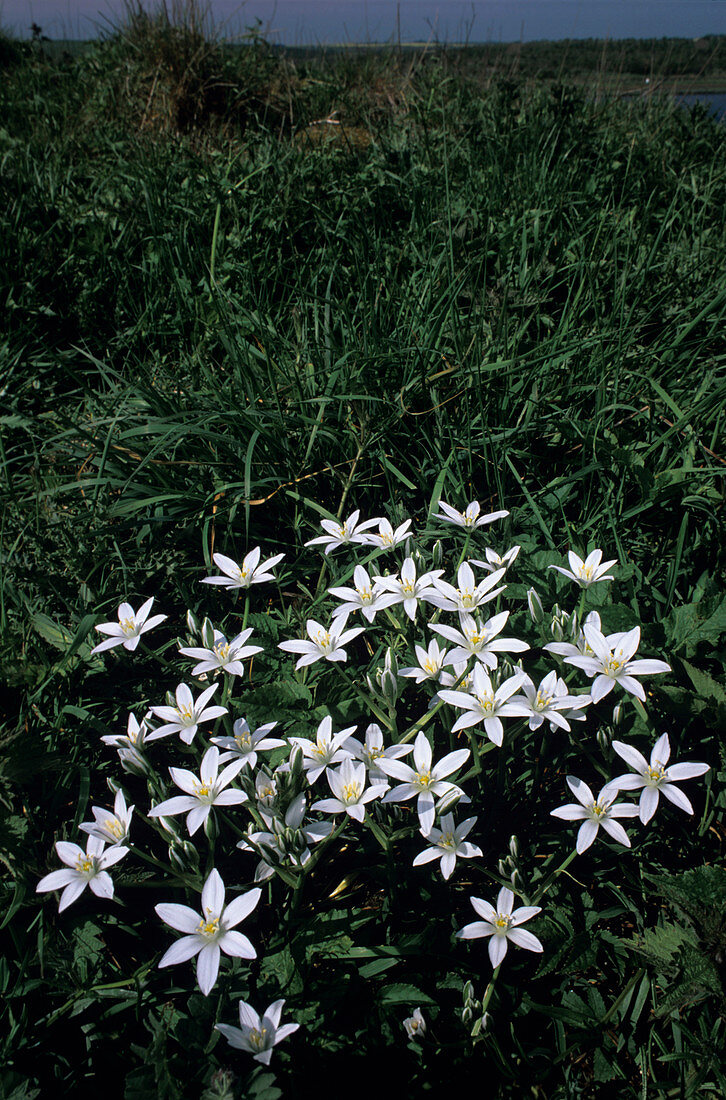 Star-of-Bethlehem flowers