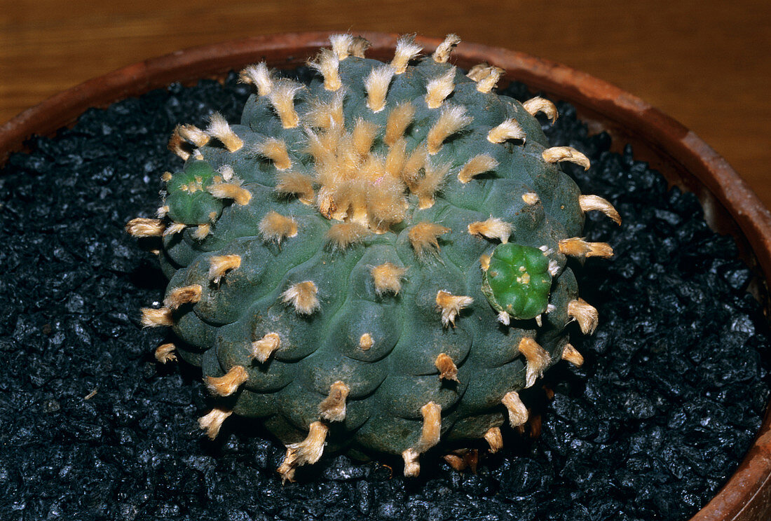 Peyote cactus (Lophophora williamsii)