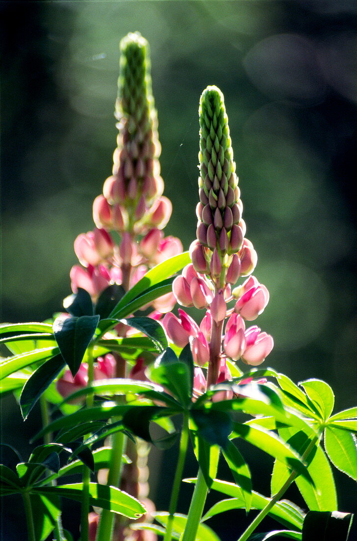Wild lupin flowers (Lupinus polyphyllus)