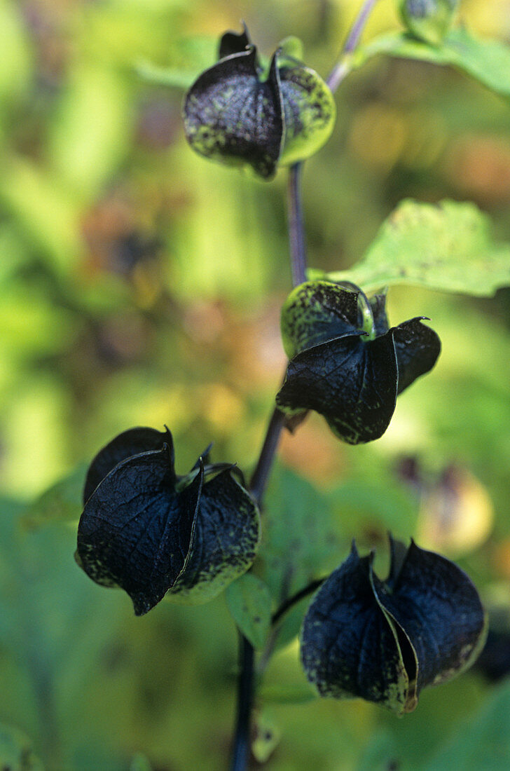 Shoo-fly flower buds,Nicandra physalodes