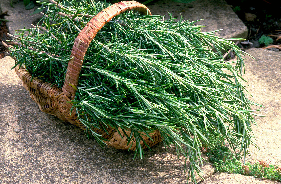 Rosemary in a basket